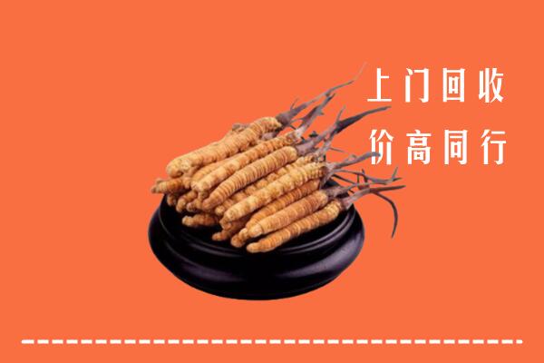 附近收购：锡山区冬虫夏草回收多少钱每克
